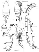 Espce Scolecitrichopsis pseudoculata - Planche 1 de figures morphologiques
