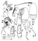 Espce Scolecithricella tenuiserrata - Planche 4 de figures morphologiques