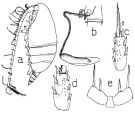 Espce Scolecithricella vittata - Planche 7 de figures morphologiques