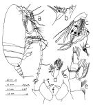 Espce Scolecithricella profunda - Planche 5 de figures morphologiques