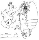 Espce Scolecithricella abyssalis - Planche 1 de figures morphologiques