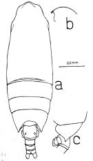 Espce Paivella naporai - Planche 1 de figures morphologiques