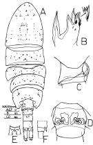Espce Metacalanus inaequicornis - Planche 1 de figures morphologiques