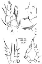 Espce Metacalanus inaequicornis - Planche 2 de figures morphologiques
