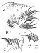 Espce Macandrewella chelipes - Planche 1 de figures morphologiques
