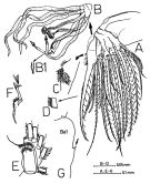 Espce Macandrewella chelipes - Planche 2 de figures morphologiques