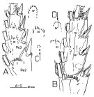 Espce Macandrewella chelipes - Planche 3 de figures morphologiques