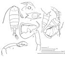 Espce Pontella atlantica - Planche 11 de figures morphologiques