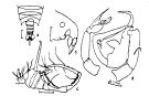 Espce Pontella atlantica - Planche 13 de figures morphologiques