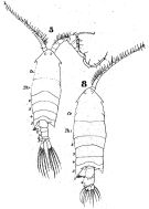 Espce Pontella atlantica - Planche 2 de figures morphologiques
