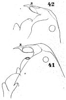 Espce Pontella atlantica - Planche 3 de figures morphologiques
