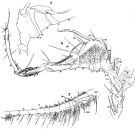 Espce Pontella atlantica - Planche 6 de figures morphologiques