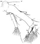 Espce Pontella atlantica - Planche 7 de figures morphologiques