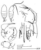 Species Paraugaptiloides magnus - Plate 4 of morphological figures
