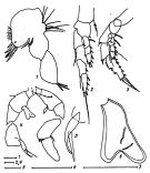 Espce Arietellus indicus - Planche 2 de figures morphologiques