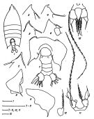 Espce Arietellus setosus - Planche 3 de figures morphologiques