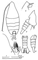 Espce Arietellus simplex - Planche 5 de figures morphologiques