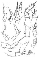 Espce Paramisophria rostrata - Planche 2 de figures morphologiques
