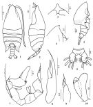 Espce Arietellus acutus - Planche 1 de figures morphologiques