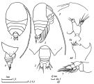 Espce Pseudhaloptilus pacificus - Planche 2 de figures morphologiques