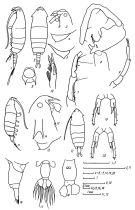 Espce Pontella natalis - Planche 1 de figures morphologiques