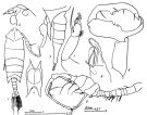 Species Pontella whiteleggei - Plate 2 of morphological figures