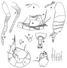 Espce Paramisophria japonica - Planche 6 de figures morphologiques