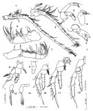 Espce Metacalanus acutioperculum - Planche 2 de figures morphologiques