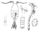 Espce Metacalanus acutioperculum - Planche 3 de figures morphologiques