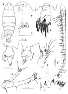 Espce Pontella rostraticauda - Planche 1 de figures morphologiques