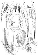 Espce Pontella rostraticauda - Planche 2 de figures morphologiques