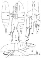 Espce Calanus australis - Planche 7 de figures morphologiques