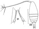 Espce Nannocalanus minor - Planche 3 de figures morphologiques