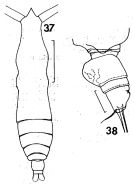 Espce Pareucalanus sewelli - Planche 6 de figures morphologiques