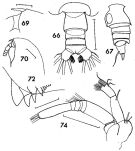 Espce Euchirella rostrata - Planche 8 de figures morphologiques