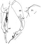 Espce Undeuchaeta plumosa - Planche 7 de figures morphologiques
