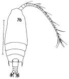 Espce Gaetanus tenuispinus - Planche 10 de figures morphologiques