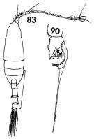 Espce Euchaeta marina - Planche 6 de figures morphologiques