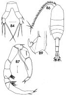 Espce Metridia lucens - Planche 6 de figures morphologiques