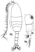 Espce Pleuromamma robusta - Planche 6 de figures morphologiques