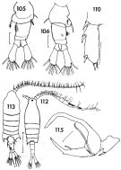 Espce Centropages brachiatus - Planche 4 de figures morphologiques