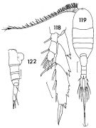 Espce Lucicutia flavicornis - Planche 6 de figures morphologiques