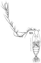 Espce Haloptilus longicornis - Planche 8 de figures morphologiques