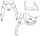 Espce Candacia longimana - Planche 4 de figures morphologiques