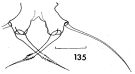 Espce Acartia (Acanthacartia) tonsa - Planche 9 de figures morphologiques