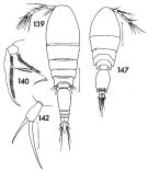 Espce Triconia conifera - Planche 6 de figures morphologiques