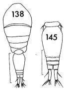 Espce Oncaea venusta - Planche 2 de figures morphologiques