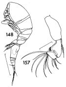 Espce Oncaea venusta - Planche 1 de figures morphologiques