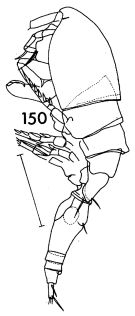 Espce Triconia conifera - Planche 5 de figures morphologiques