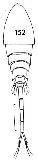 Espce Lubbockia aculeata - Planche 3 de figures morphologiques